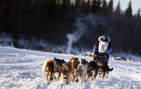 dog  sled race