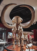 a picture of a mammoth skeleton