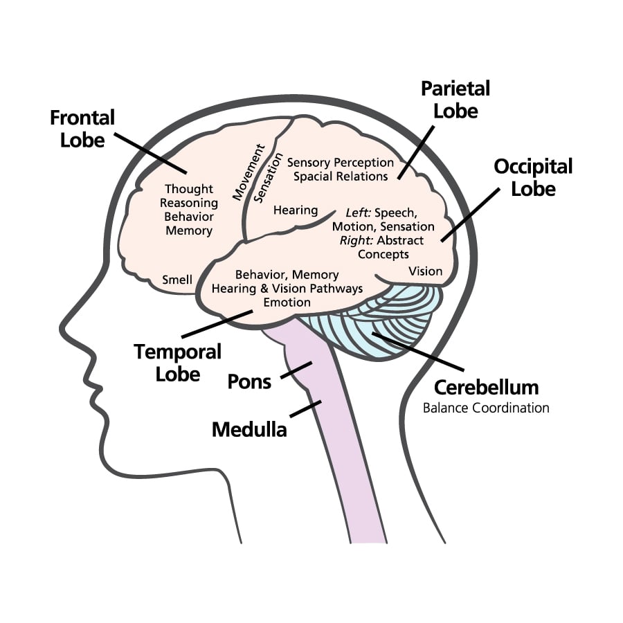 brain anatomy